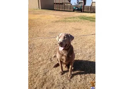 Labrador Retriever stud dog: a labrador retriever dog sitting on the ground