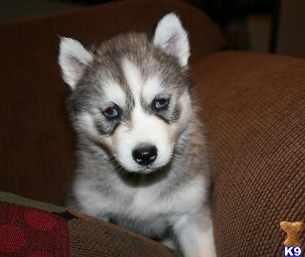 Siberian Husky Puppy for Sale AKC Siberian Husky, Champion Bloodlines