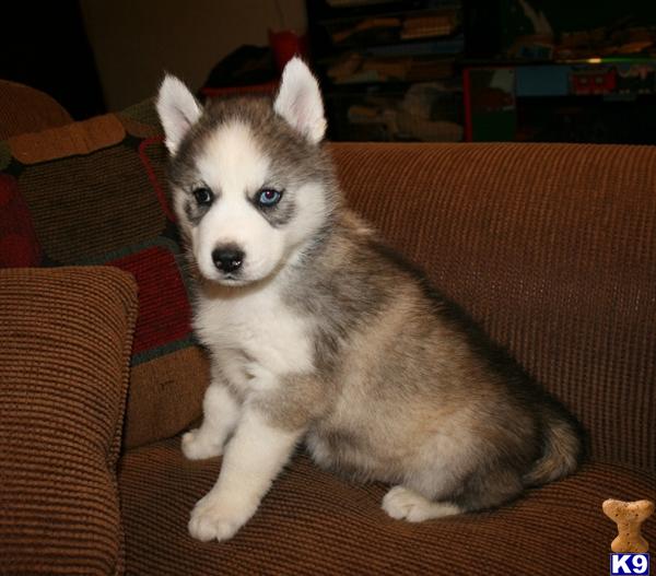 download free siberian husky champion bloodlines download free siberian husky champion bloodlines