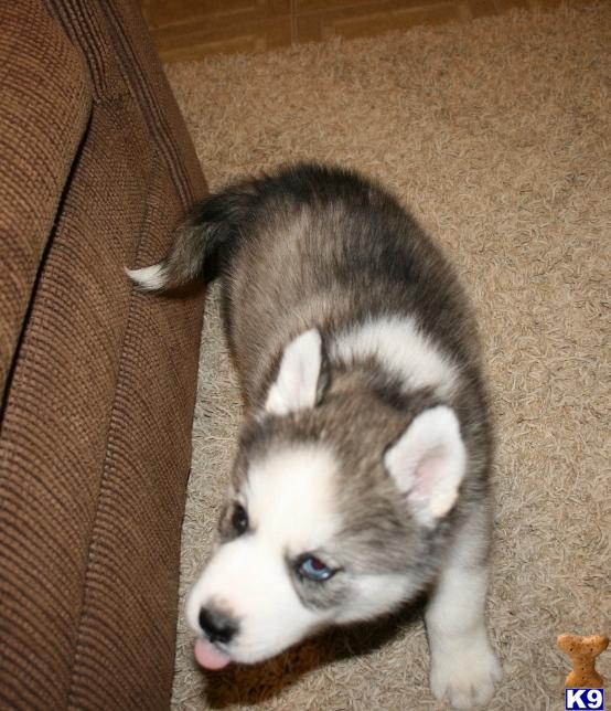 download siberian husky champion bloodlines download siberian husky champion bloodlines