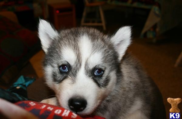 download free siberian husky champion bloodlines download free siberian husky champion bloodlines