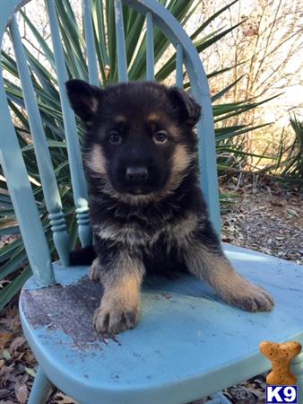 german shepherd puppy posted by rockinnjkennels