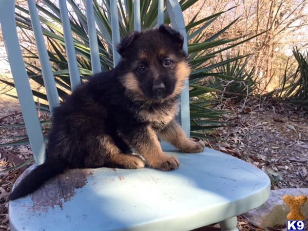 german shepherd puppy posted by rockinnjkennels