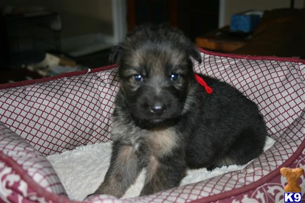 german shepherd puppy posted by rockinnjkennels