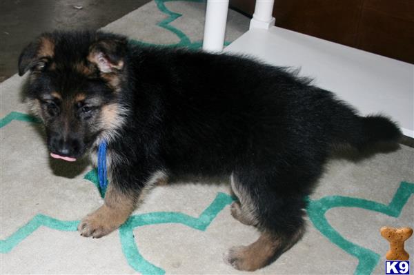 german shepherd puppy posted by rockinnjkennels