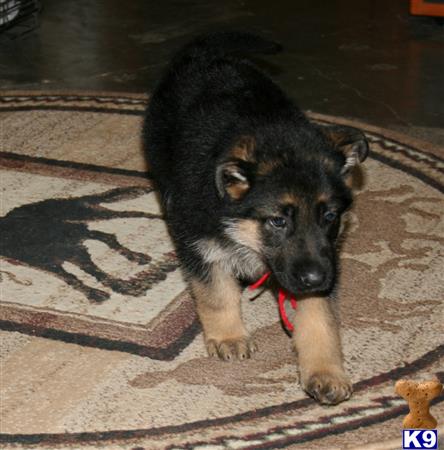 german shepherd puppy posted by rockinnjkennels