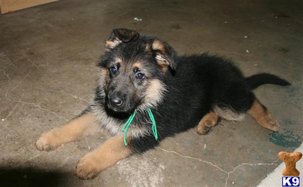 german shepherd puppy posted by rockinnjkennels