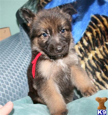 german shepherd puppy posted by rockinnjkennels