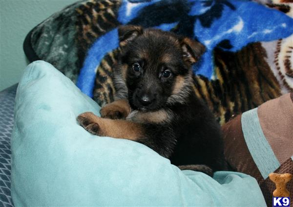 german shepherd puppy posted by rockinnjkennels