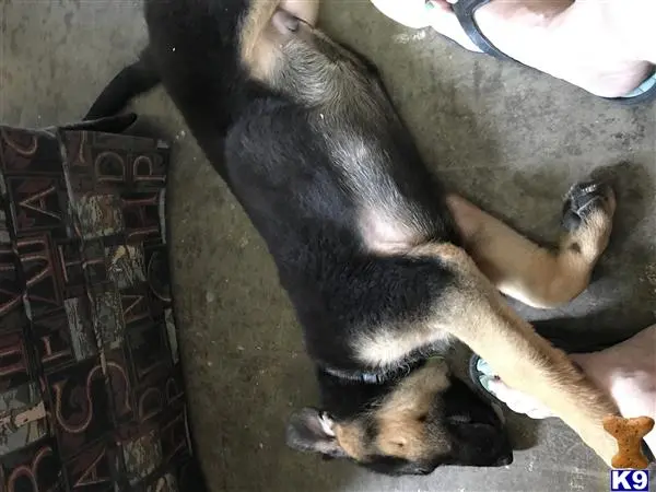 German Shepherd puppy for sale