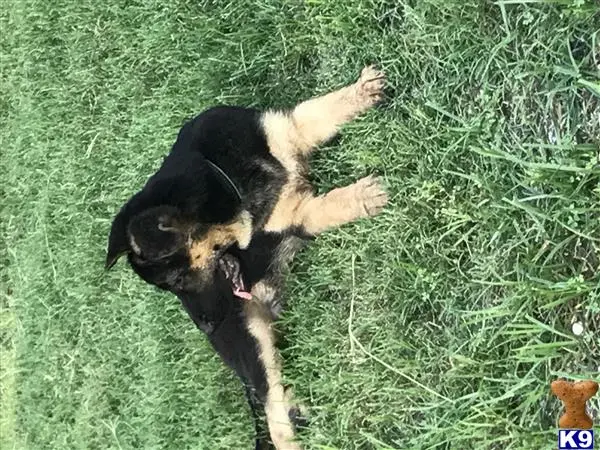 German Shepherd puppy for sale