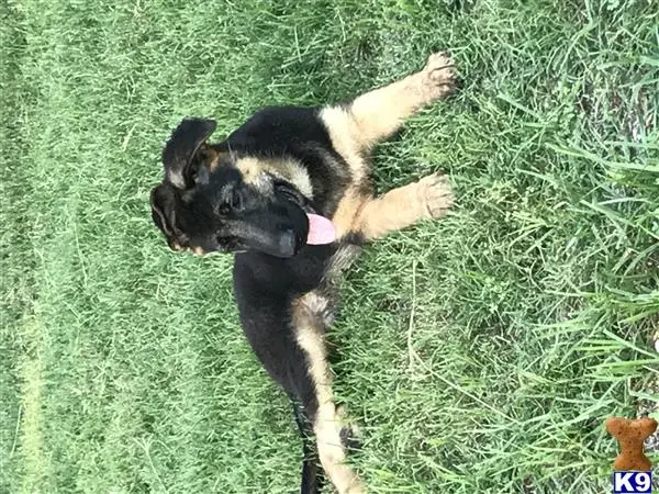 German Shepherd puppy for sale