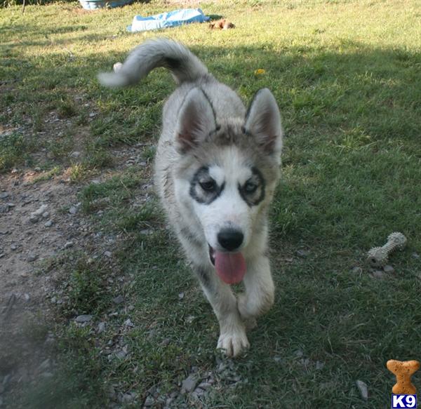 free download siberian husky champion bloodlines free download siberian husky champion bloodlines