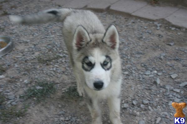 download siberian husky champion bloodlines download siberian husky champion bloodlines