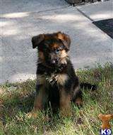 german shepherd puppy posted by rockinnjkennels