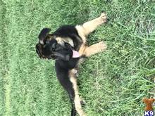 german shepherd puppy posted by rockinnjkennels