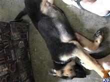 german shepherd puppy posted by rockinnjkennels