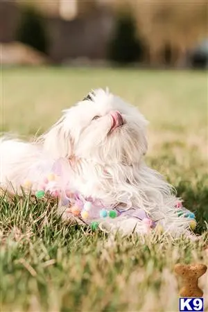 Shih Tzu stud dog