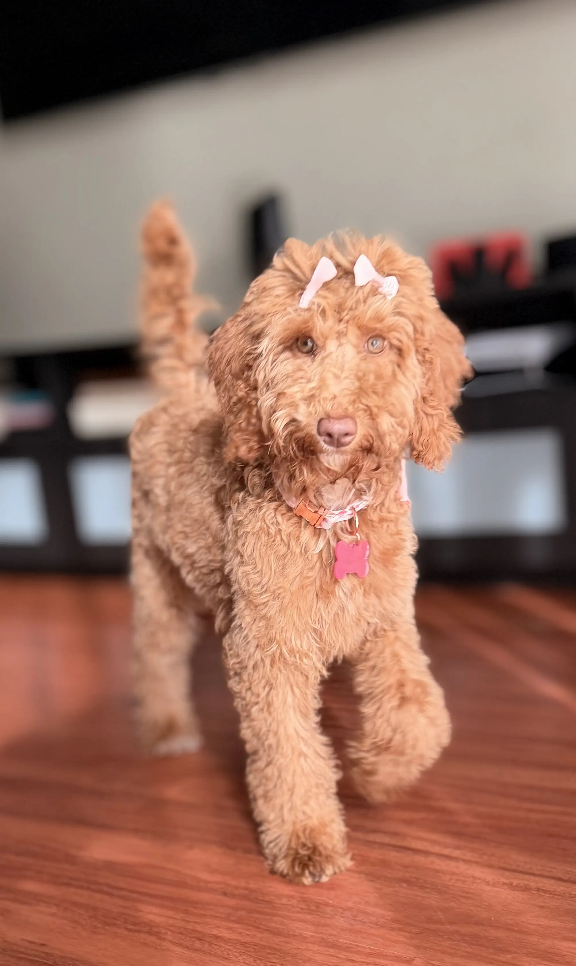 Goldendoodles puppy for sale: Curly, apricot Goldendoodle with a bow, walking indoors