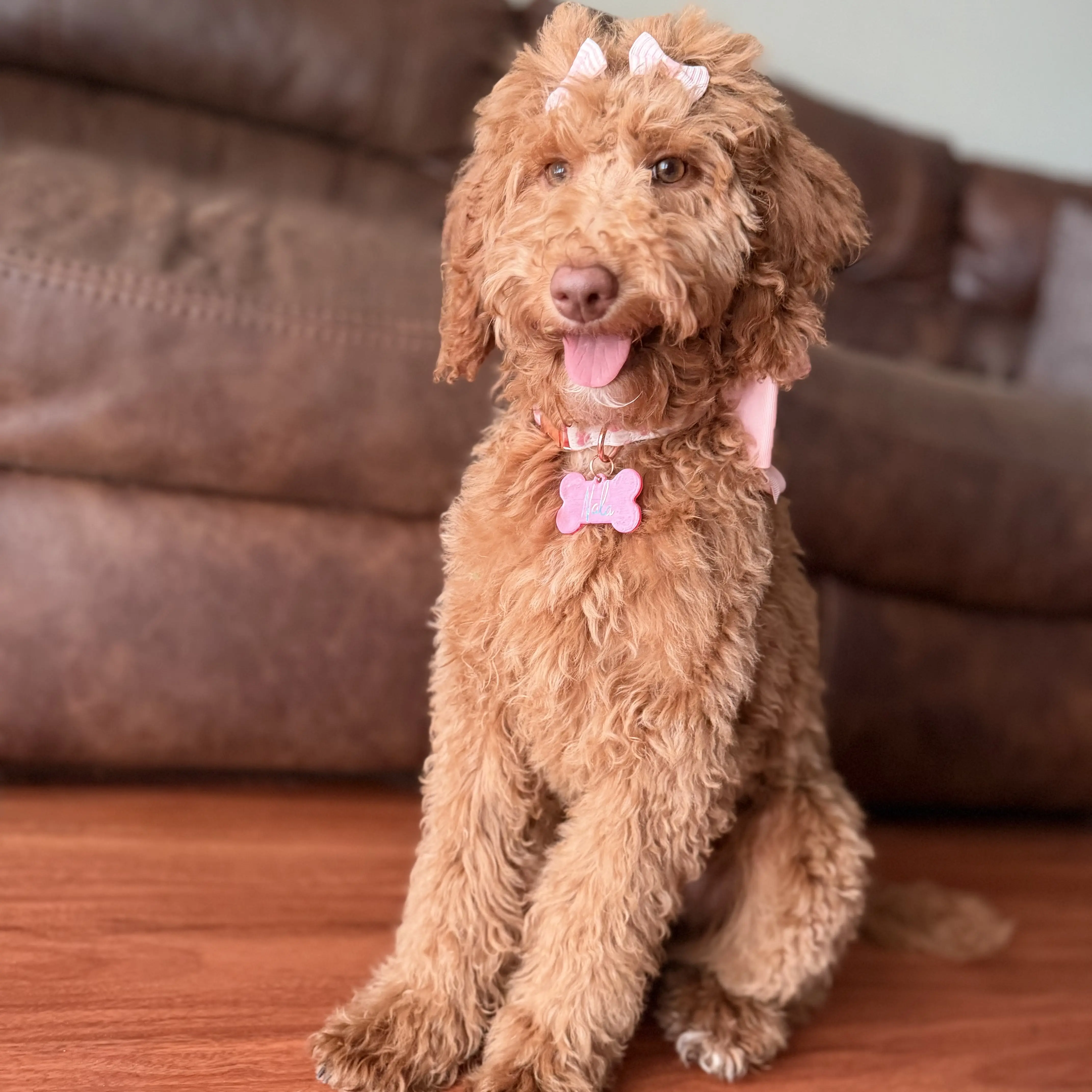 Goldendoodles puppy for sale: Fluffy golden-brown Goldendoodle sitting with pink bows and collar