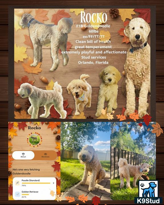 a collage of a goldendoodles dog