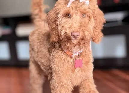 Goldendoodles puppy for sale: Curly, apricot Goldendoodle with a bow, walking indoors