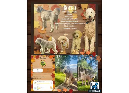 a collage of a goldendoodles dog