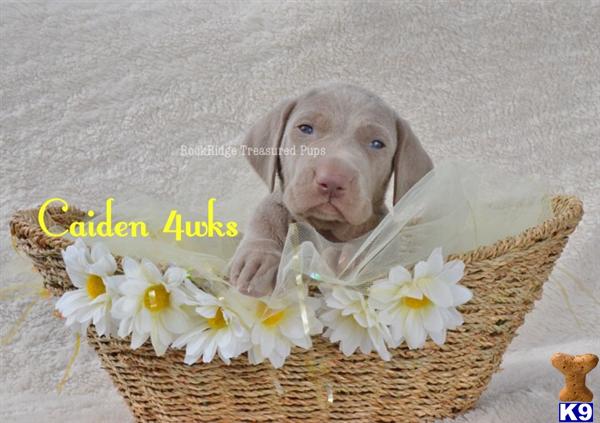 weimaraner puppy posted by rockridgetreasuredpups
