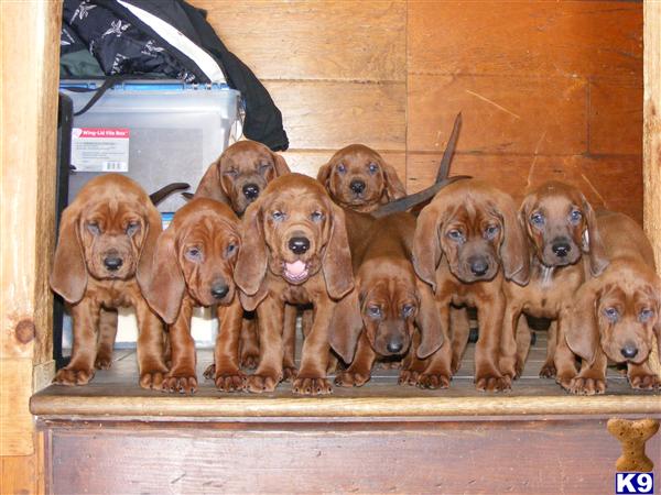 Redbone Coonhound