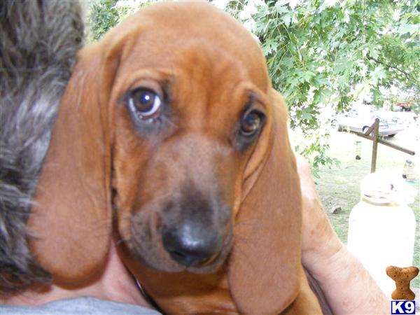 Redbone Coonhound