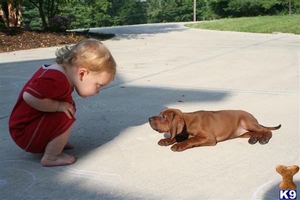 Redbone Coonhound