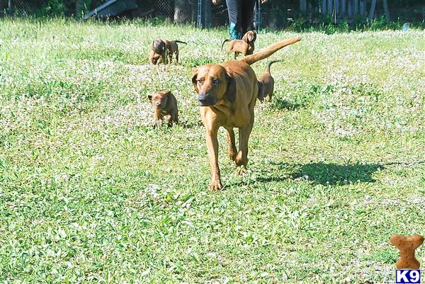 Redbone Coonhound