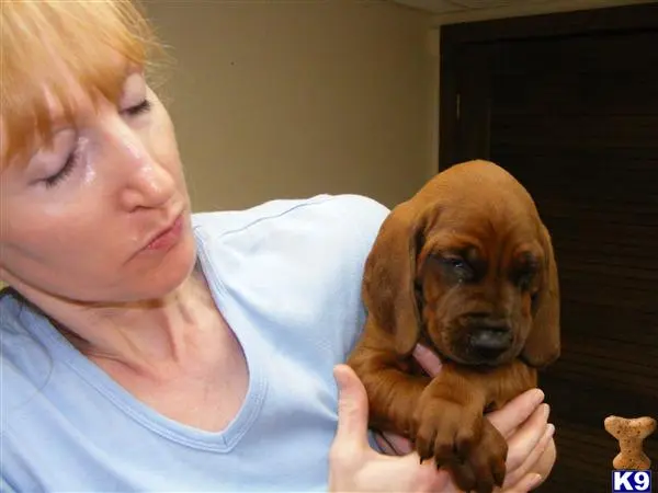 Redbone Coonhound puppy for sale