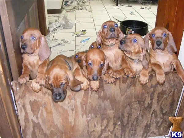 Redbone Coonhound puppy for sale