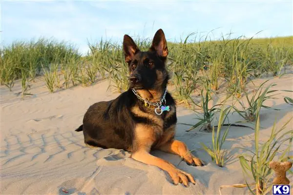 German Shepherd female dog: Black and tan German Shepherd lying on sandy beach grass