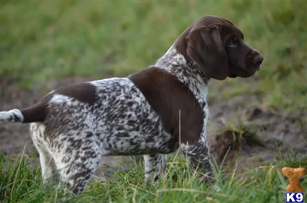 German Shorthaired Pointer puppy for sale