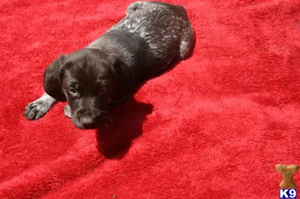 German Shorthaired Pointer puppy for sale