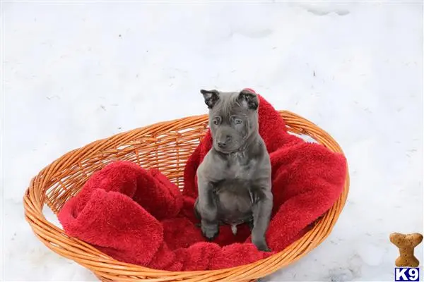 Thai Ridgeback Dog puppy for sale