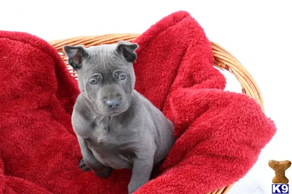 Thai Ridgeback Dog puppy for sale