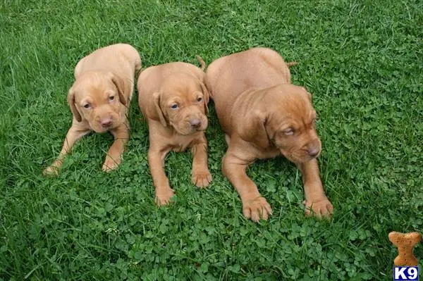 Vizsla puppy for sale