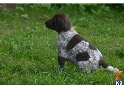 German Shorthaired Pointer