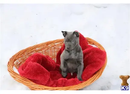 Thai Ridgeback Dog