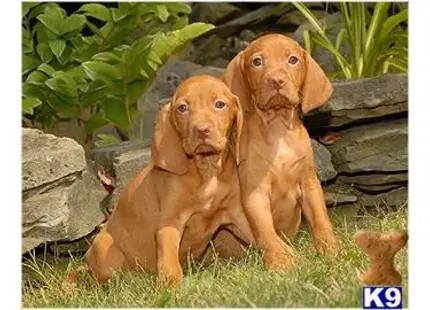 Vizsla