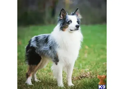 Australian Shepherd