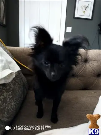 Chihuahua female dog