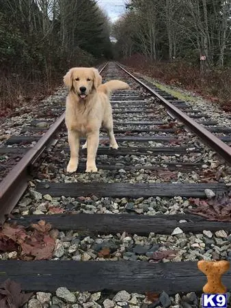 Golden Retriever stud dog