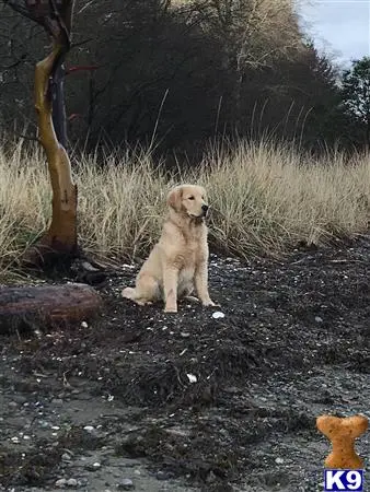 Golden Retriever stud dog