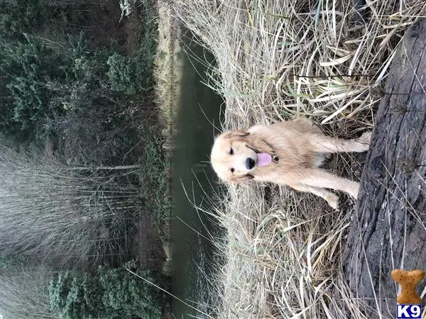 Golden Retriever stud dog