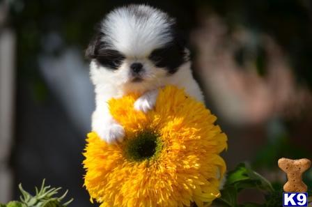 Japanese Chin dog