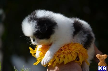 Japanese Chin dog